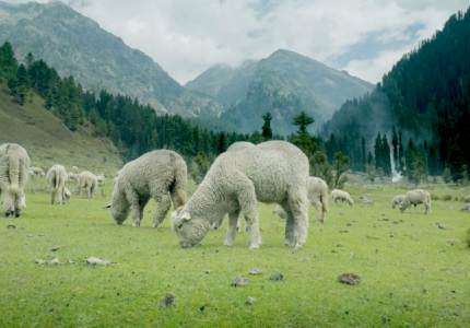 Chandigarh to Kashmir & Back – Complete Road Journey