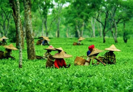 Palampur