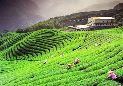 Palampur