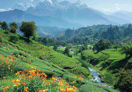 Palampur