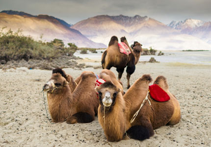 Leh Ladakh Scenic Explorer – Mountains & Valleys